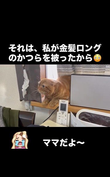 窓辺に寝そべっている猫