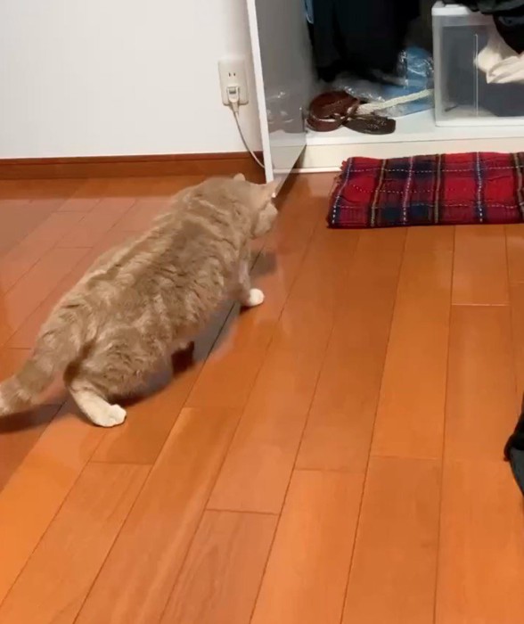 腰を落としながらストールに近寄る猫