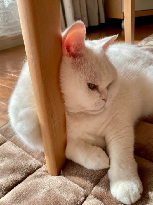 机の足によりかかる猫