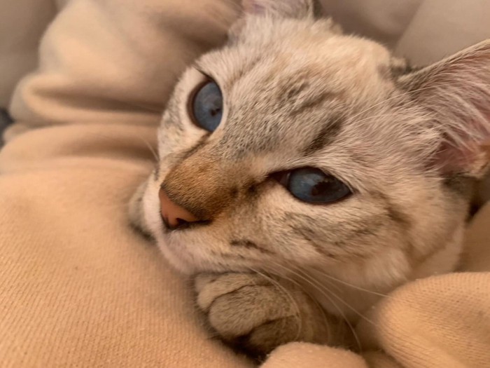 前足の上に顔を乗せる猫