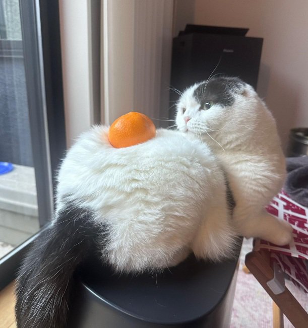 みかんを背中に乗せている猫