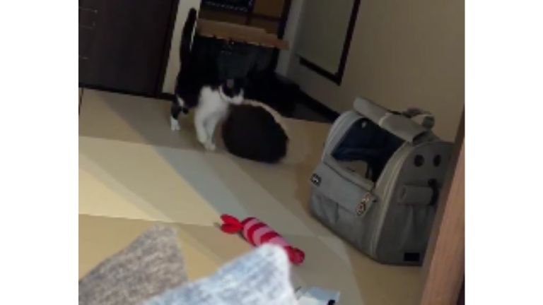 クッションを運ぶ猫