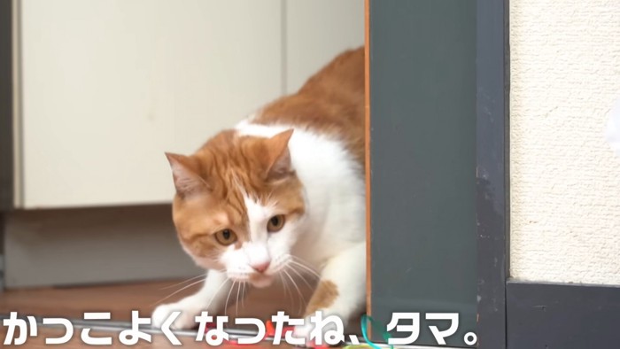 姿勢を低くする猫