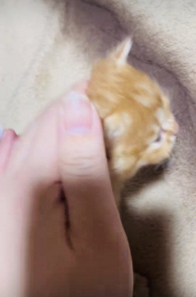 ママに撫でられる茶トラ子猫