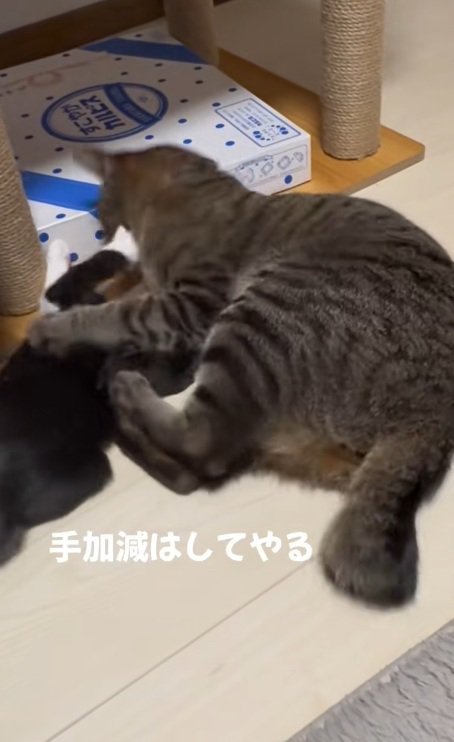 子猫にキックするキジトラ