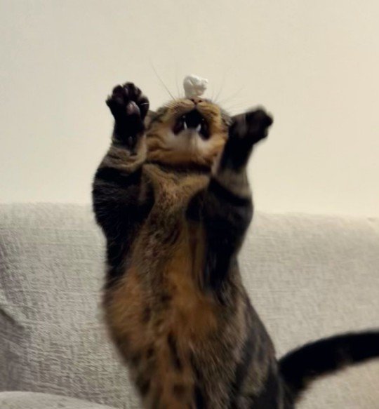 お口まで大きく開けた猫