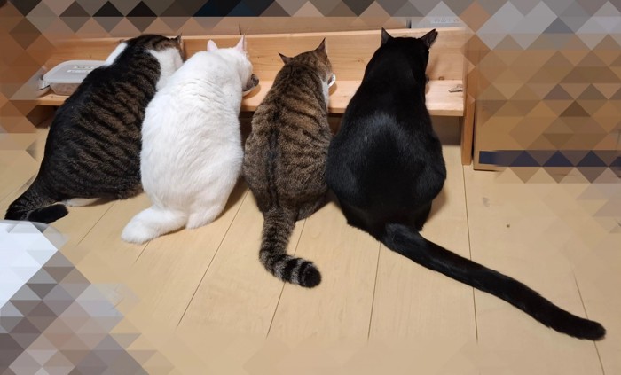 しっぽが長い猫
