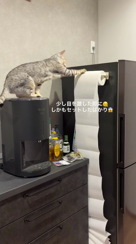 キッチンペーパーを前足で回す猫