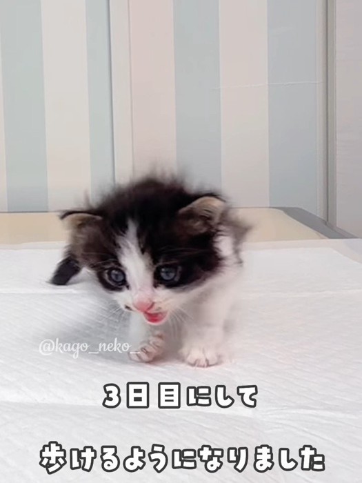 転ぶ子猫