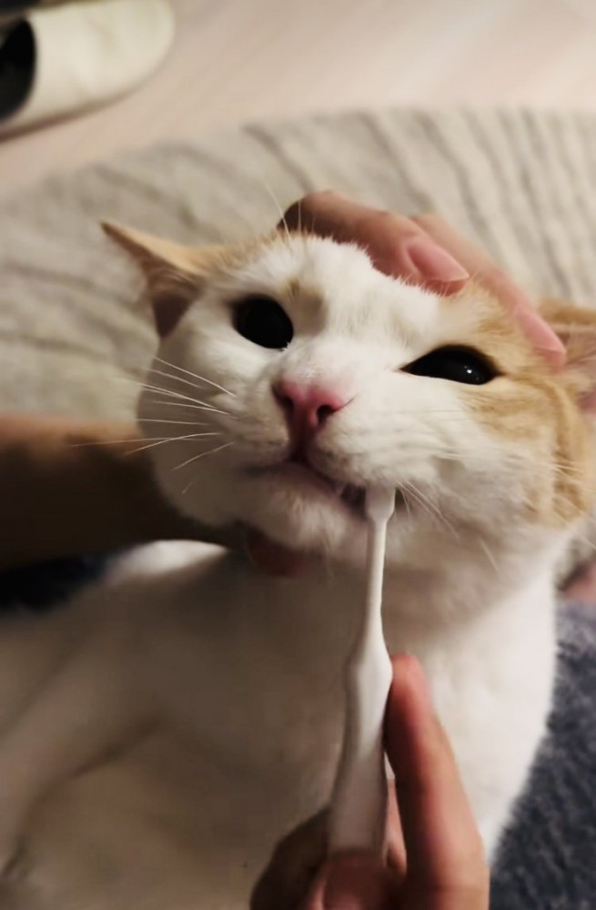 パパに歯磨きをされるマンチカン