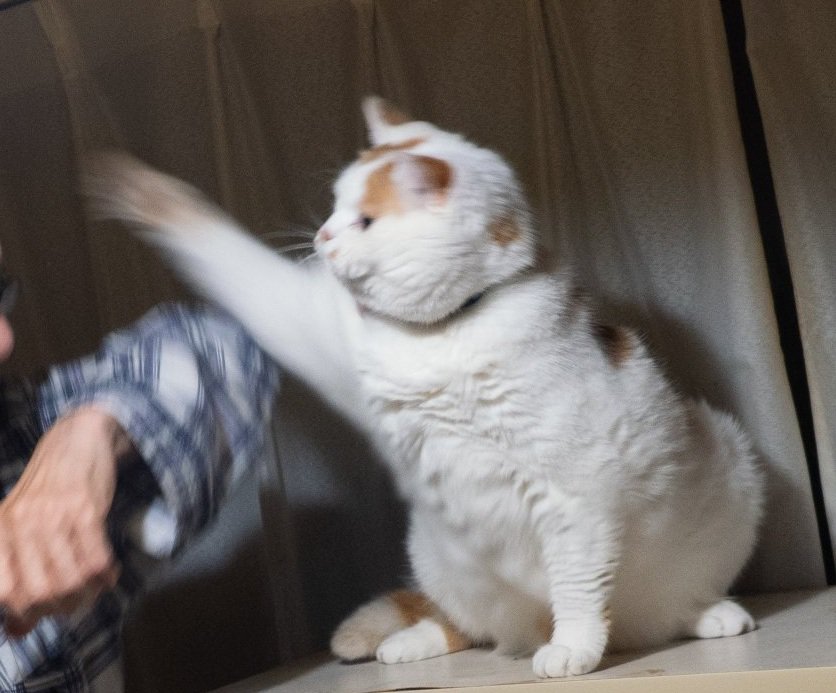 パンチする猫