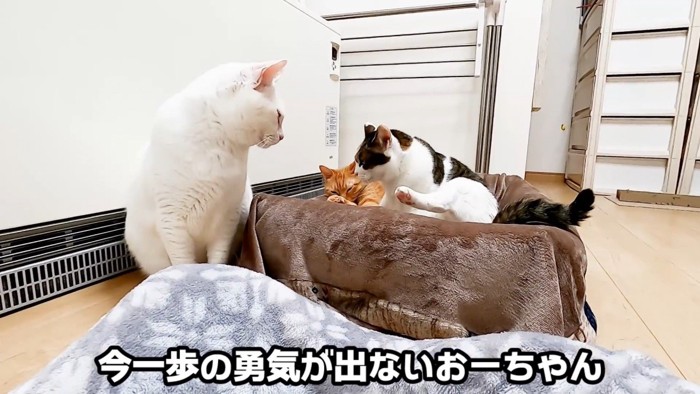 猫ベッドの二匹の猫を見つめる猫