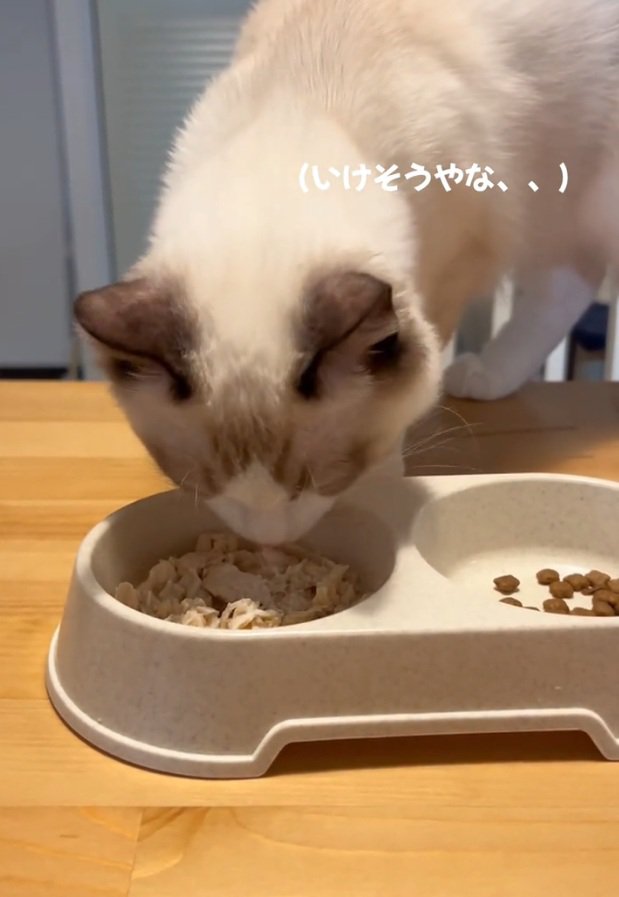 ご飯を食べるシェルちゃん