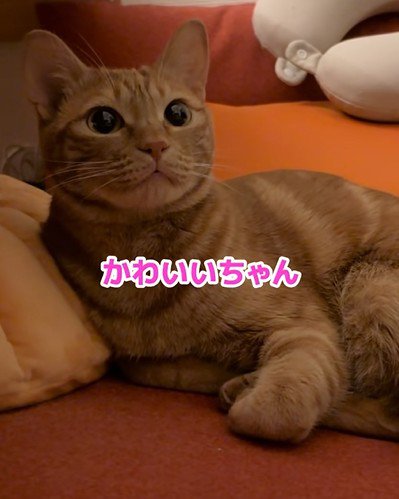 「かわいいちゃん」と呼ばれた猫