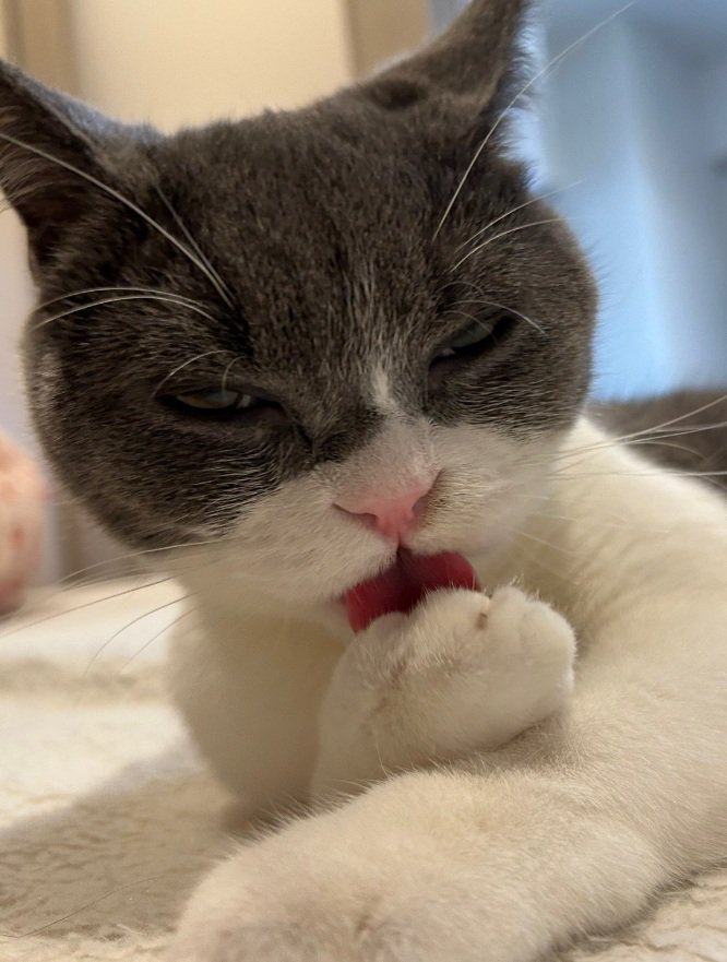 毛づくろいする猫