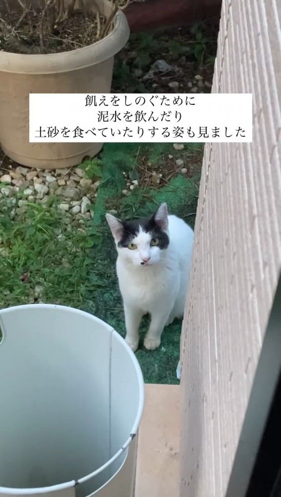 壁際で見上げる猫