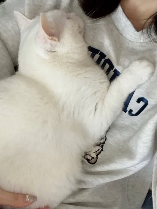 飼い主に抱きついて離れない白猫