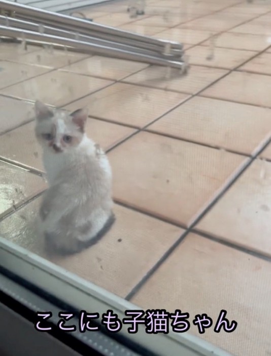 もう1匹子猫を発見