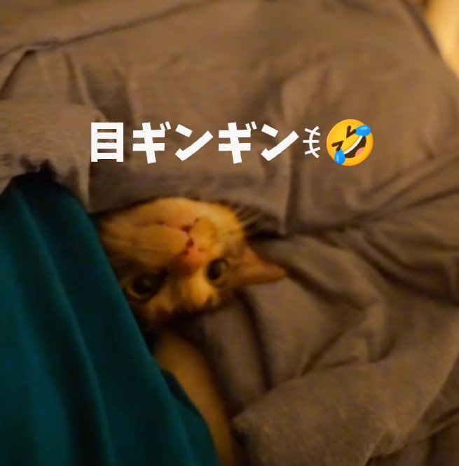 「目ギンギン」と書かれた写真