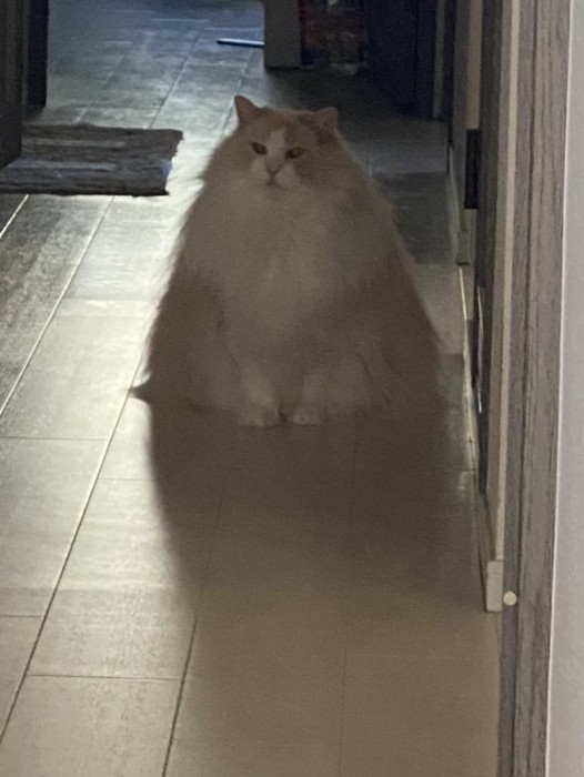 廊下に座ってこちらを見る猫