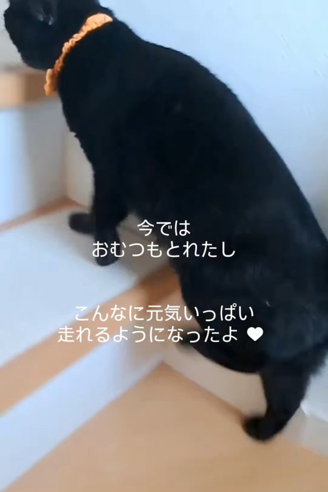 階段を上る猫