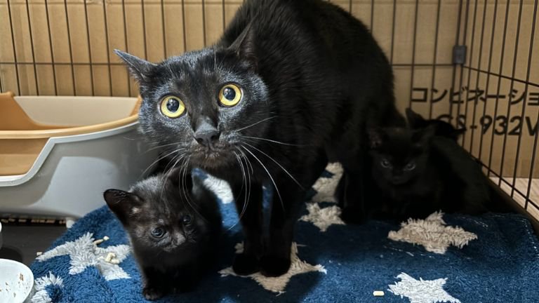 ケージの中にいる猫たち