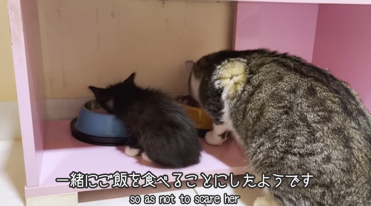 子猫と一緒にご飯を食べる猫