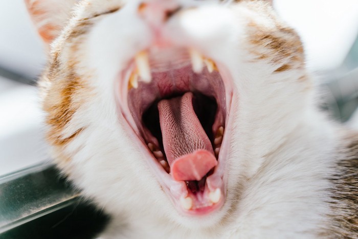 あくびをする猫