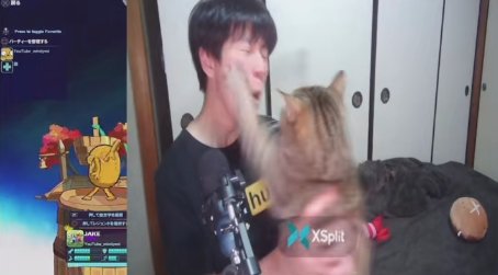 飼い主の顔を両手で叩く猫