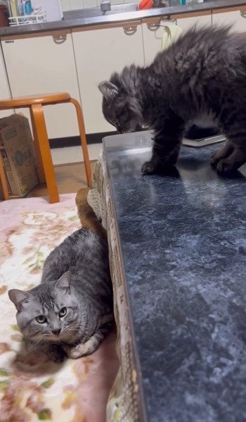 伏せる猫と上から威嚇する子猫