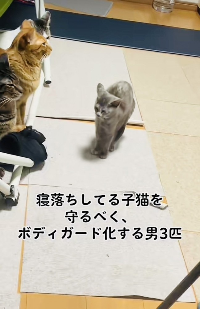 伸びする子猫を見守るキジトラ猫と茶トラ猫とハチワレ猫