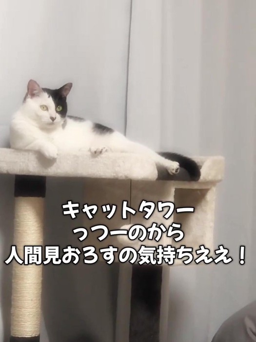 キャットタワーで横になる猫