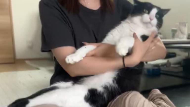 抱っこされている猫