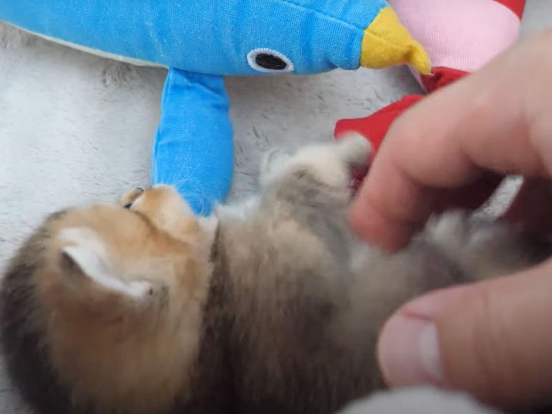 撫でられる子猫