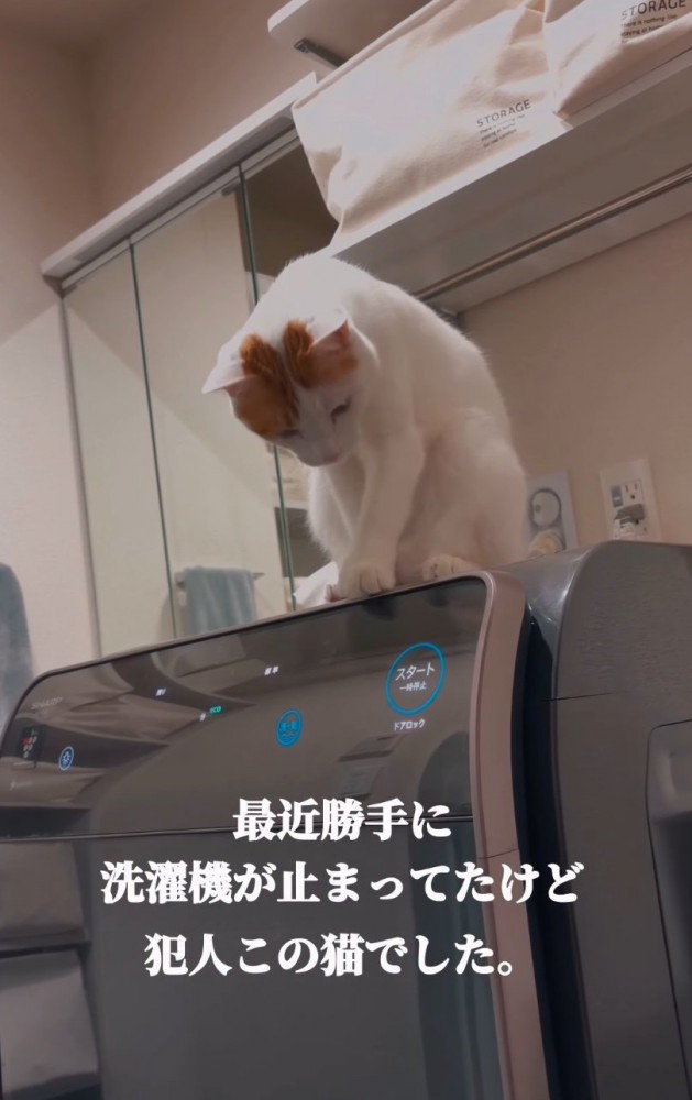 洗濯機の上で前屈みになる猫