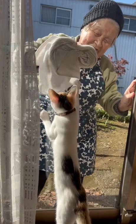 まどふきをするおばあさんとタオルを追いかけるミケ猫