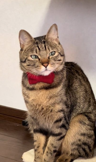 流し目の猫