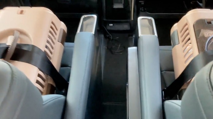 ハウスの中で鳴く猫たち