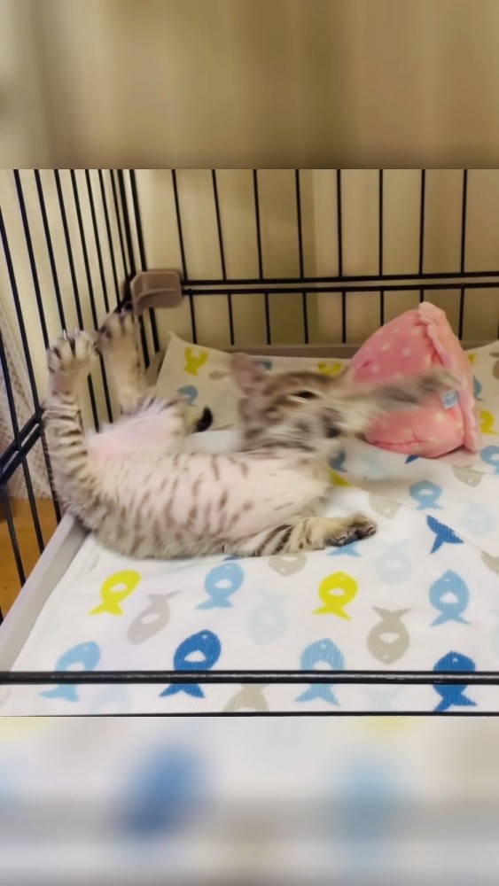 ケージの中で転ぶ子猫