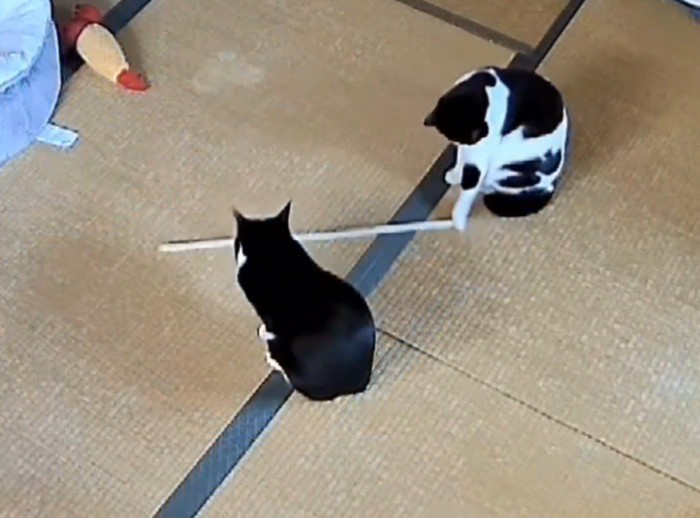 畳の上で木の棒を転がす白黒猫