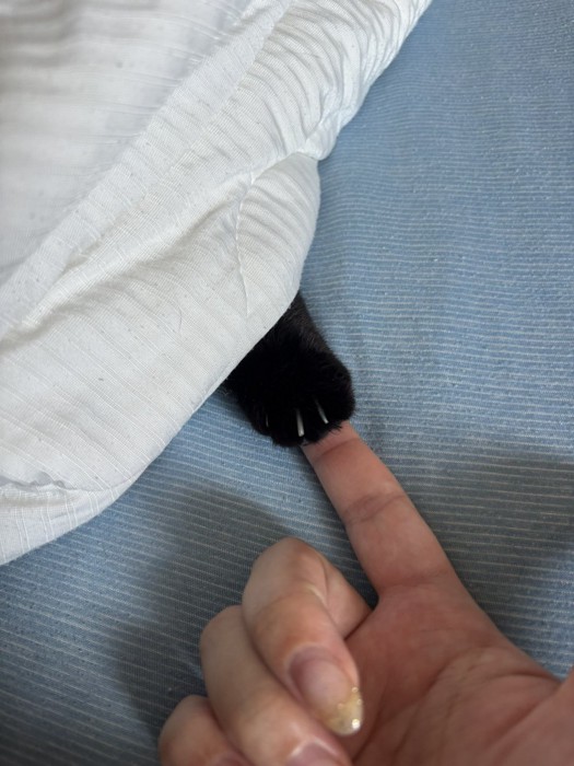 黒猫の手