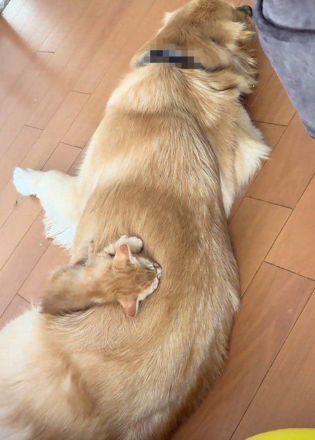 犬の背中で眠る子猫