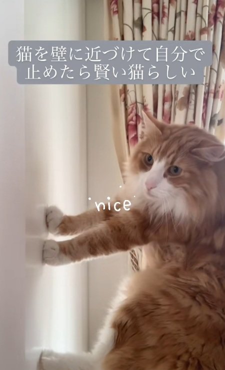 抱きかかえられて壁に手をつくノルウェージャンフォレストキャット