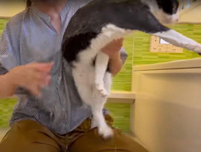 お風呂に入る猫