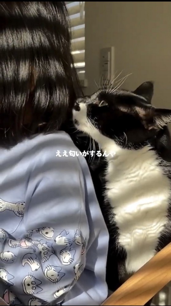 女の子の肩に乗る猫