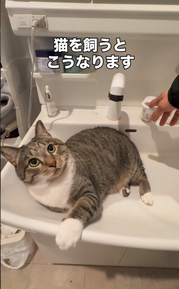 見上げる猫