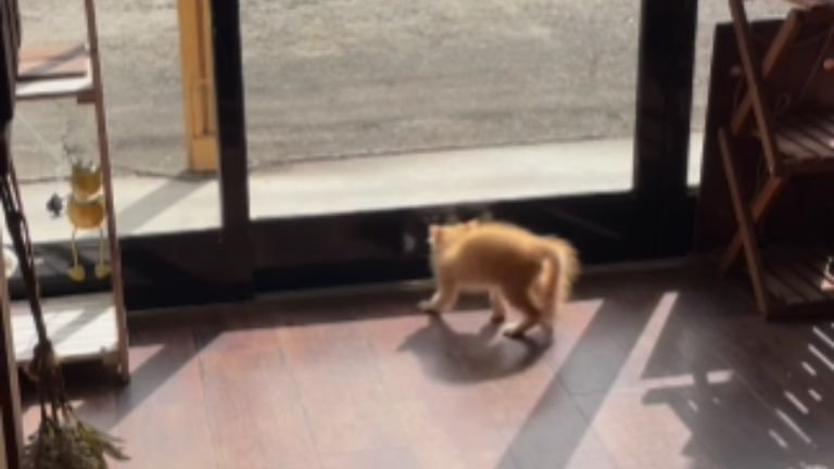 威嚇している猫