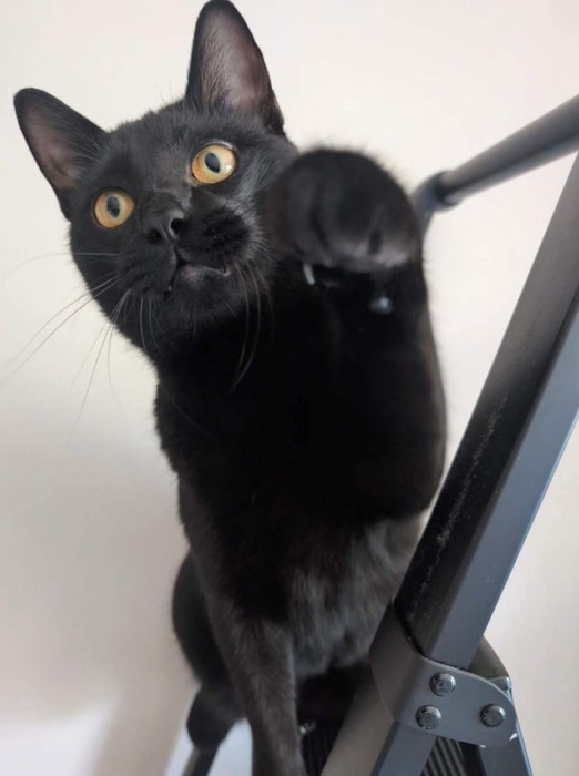 前足を出す猫