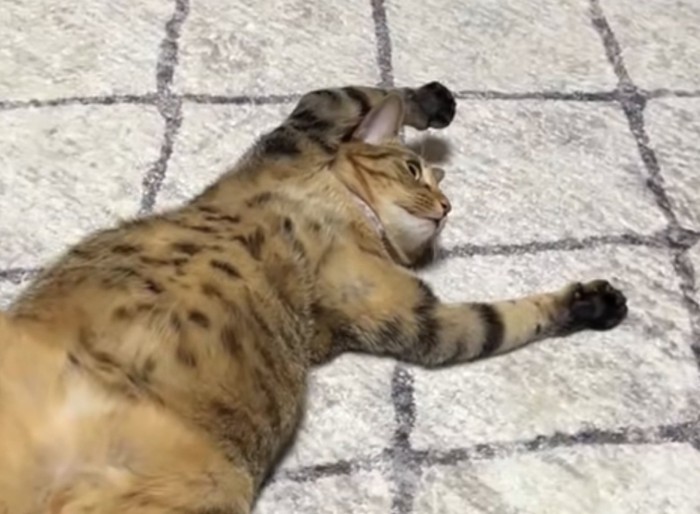 目を開けたまま寝転がる猫