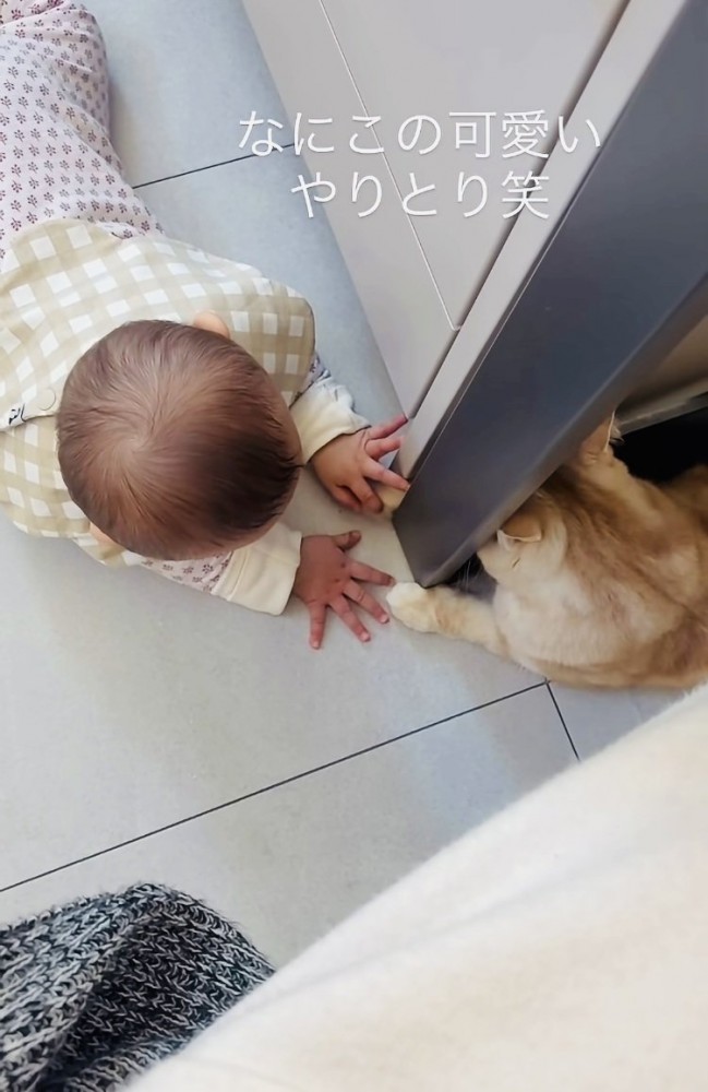 手をちょんちょんし合うスコティッシュフォールドと赤ちゃん
